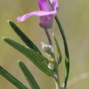 Image of <i>Podalyria oleifolia</i>