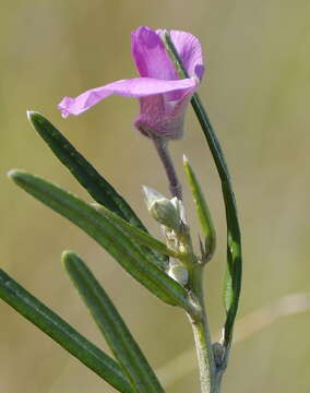 Image of <i>Podalyria oleifolia</i>