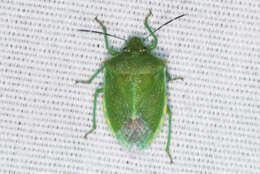 Image of Red-shouldered Stink Bug