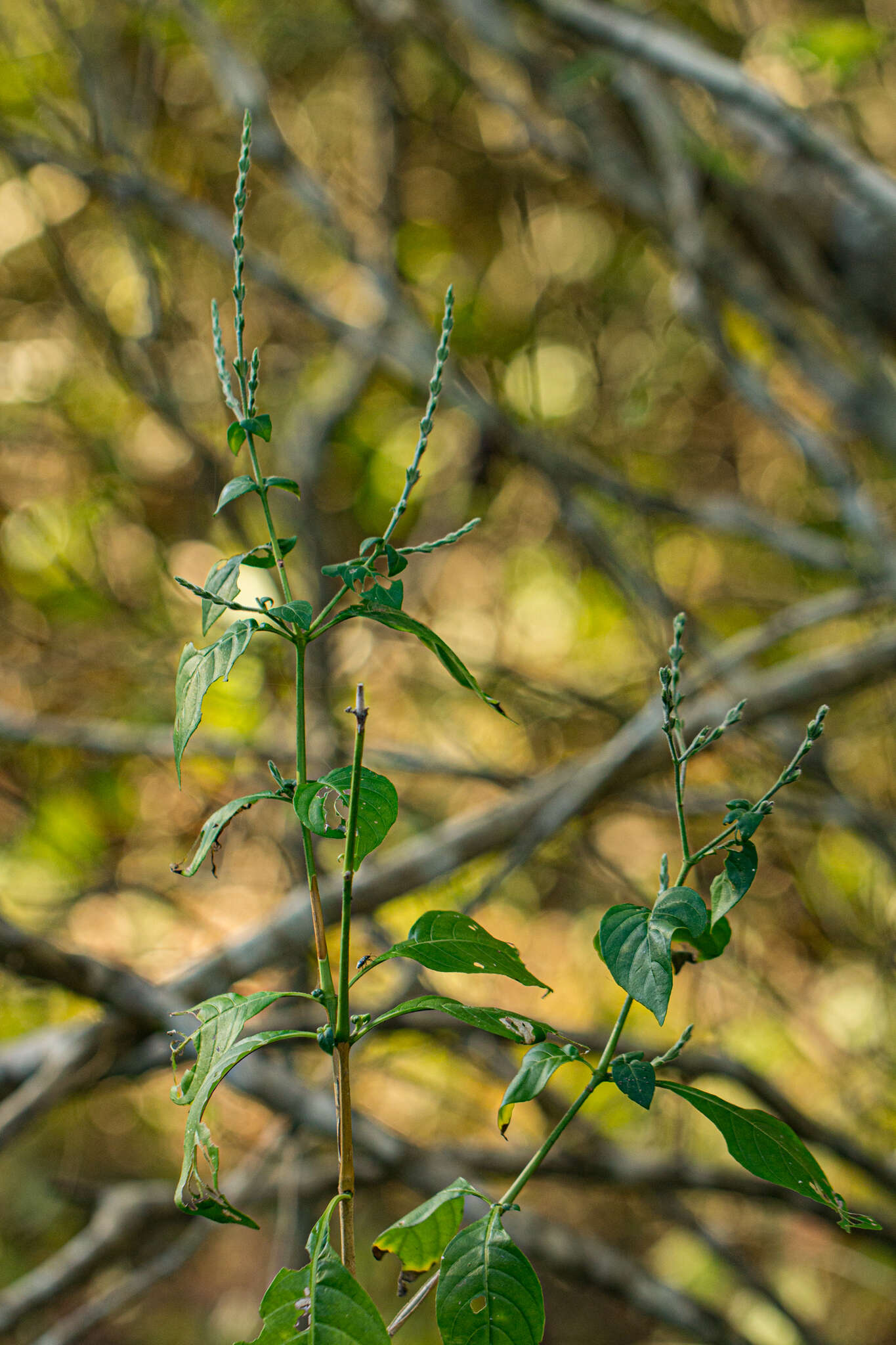 Sivun Isoglossa floribunda C. B. Cl. kuva