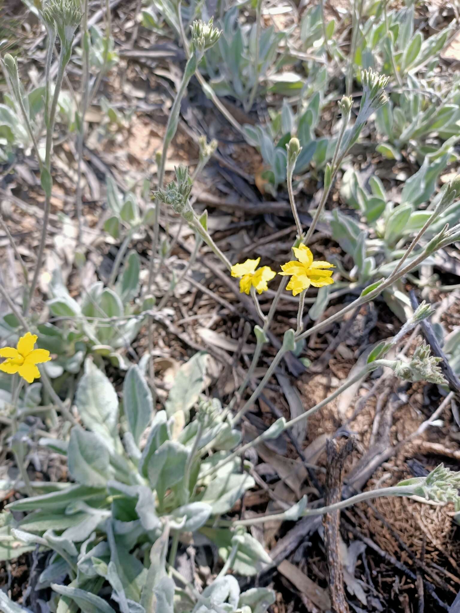 Image of Goodenia robusta (Benth.) K. Krause