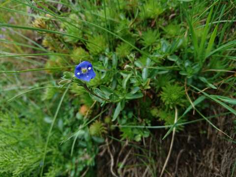 Слика од Veronica fruticans subsp. cantabrica Lainz