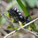 Image de Gynaephora fascelina