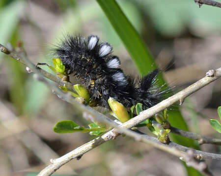 Image of Gynaephora fascelina