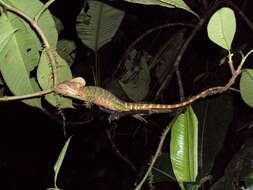 Image of Western basilisk