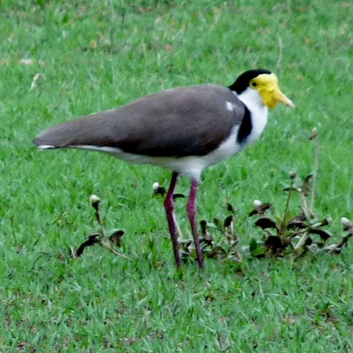 Image of Masked Lapwing