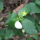 Image of Mussaenda parviflora Miq.