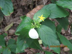 Image of Mussaenda parviflora Miq.