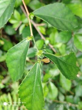 Image of Acalypha siamensis Oliv. ex Gage