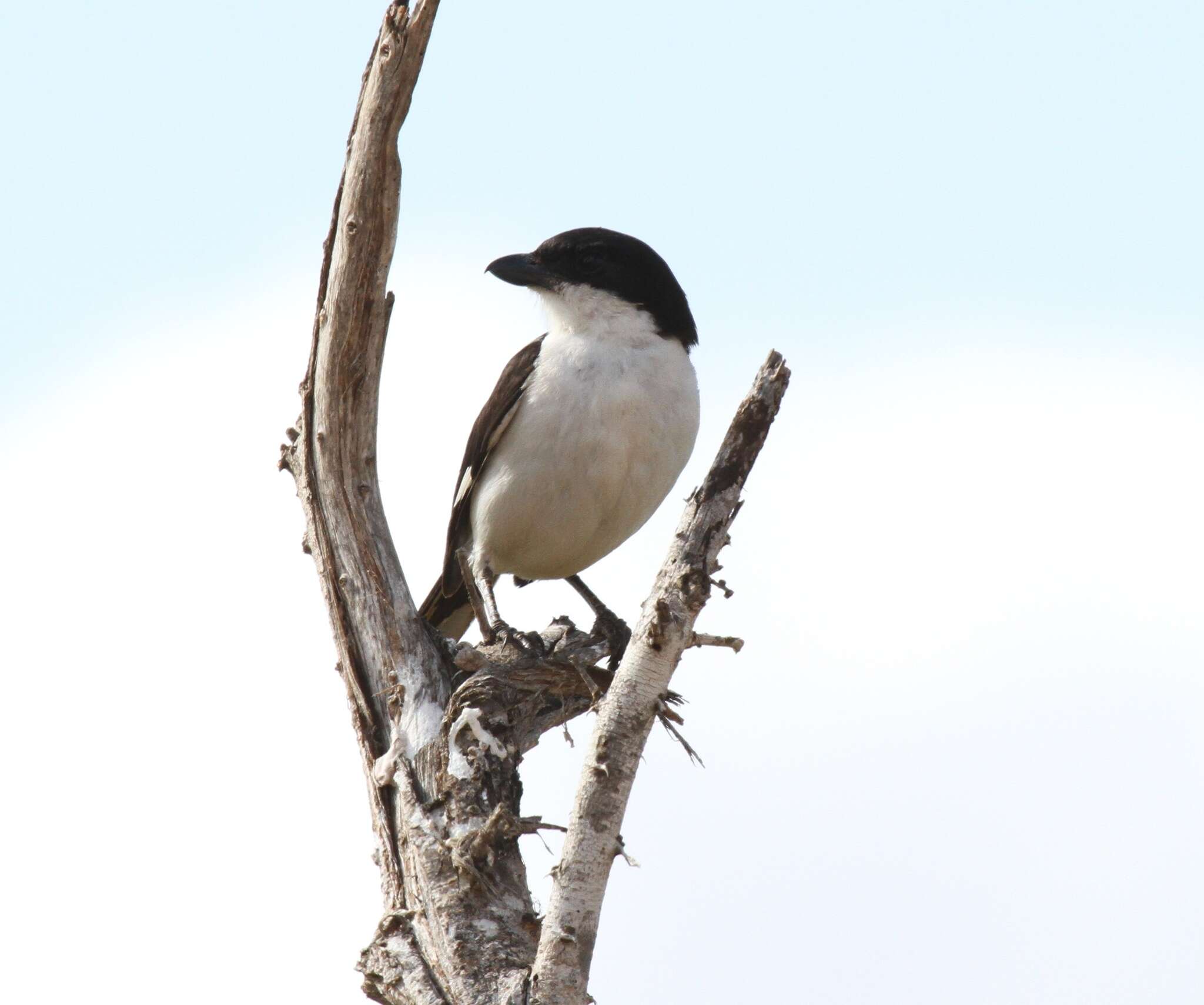 Слика од Lanius dorsalis Cabanis 1878