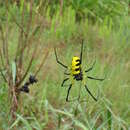 Imagem de Trichonephila turneri (Blackwall 1833)