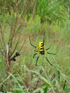 صورة Trichonephila turneri (Blackwall 1833)