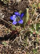 Image of Parry's gentian