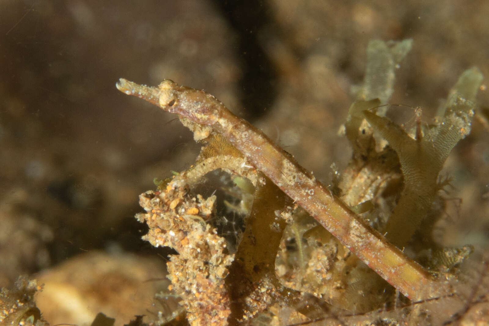 Image of Brock’s pipefish