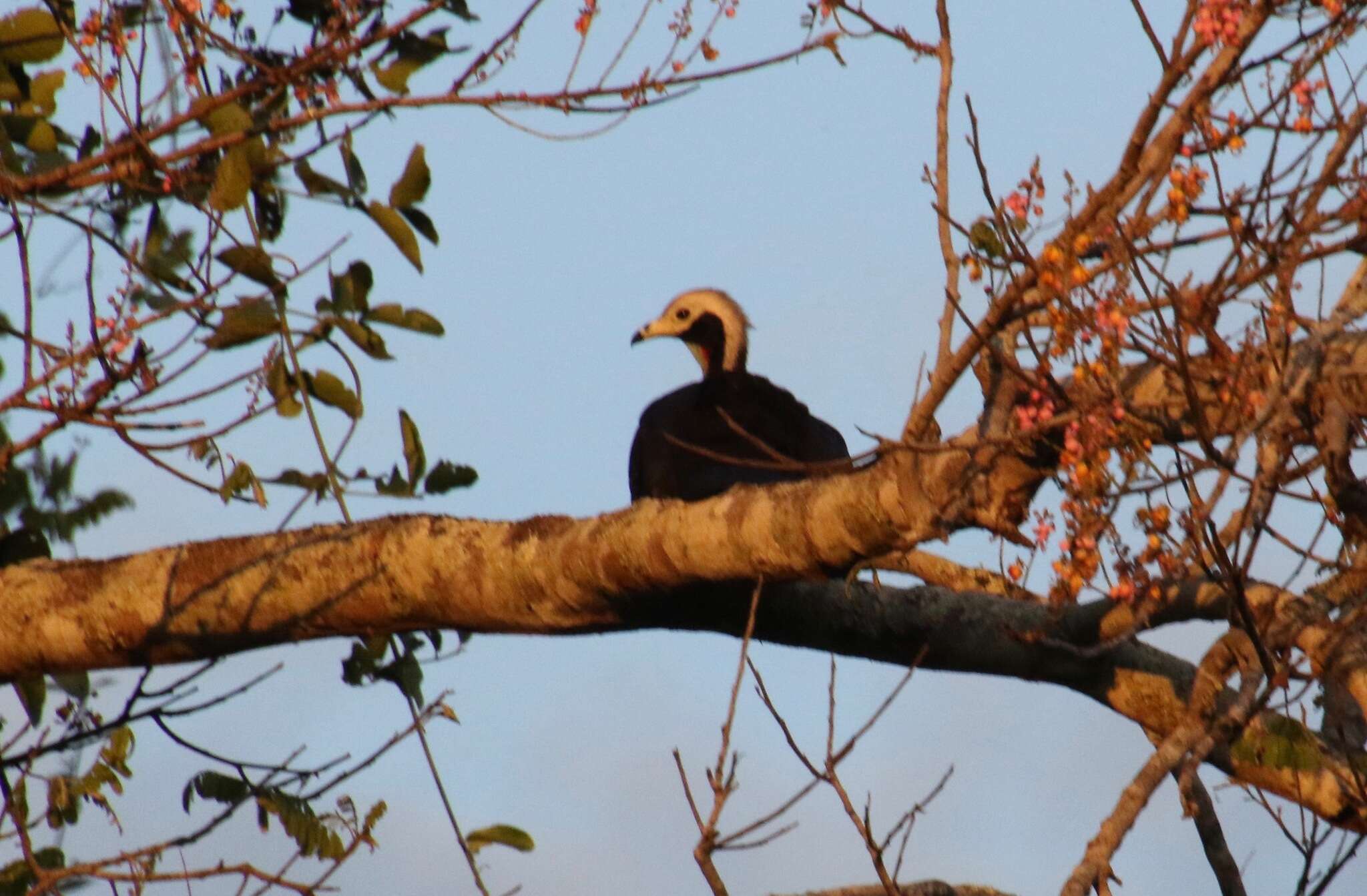 Image of Red-throated Piping Guan