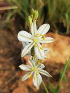 Image of Chlorophytum cooperi (Baker) Nordal