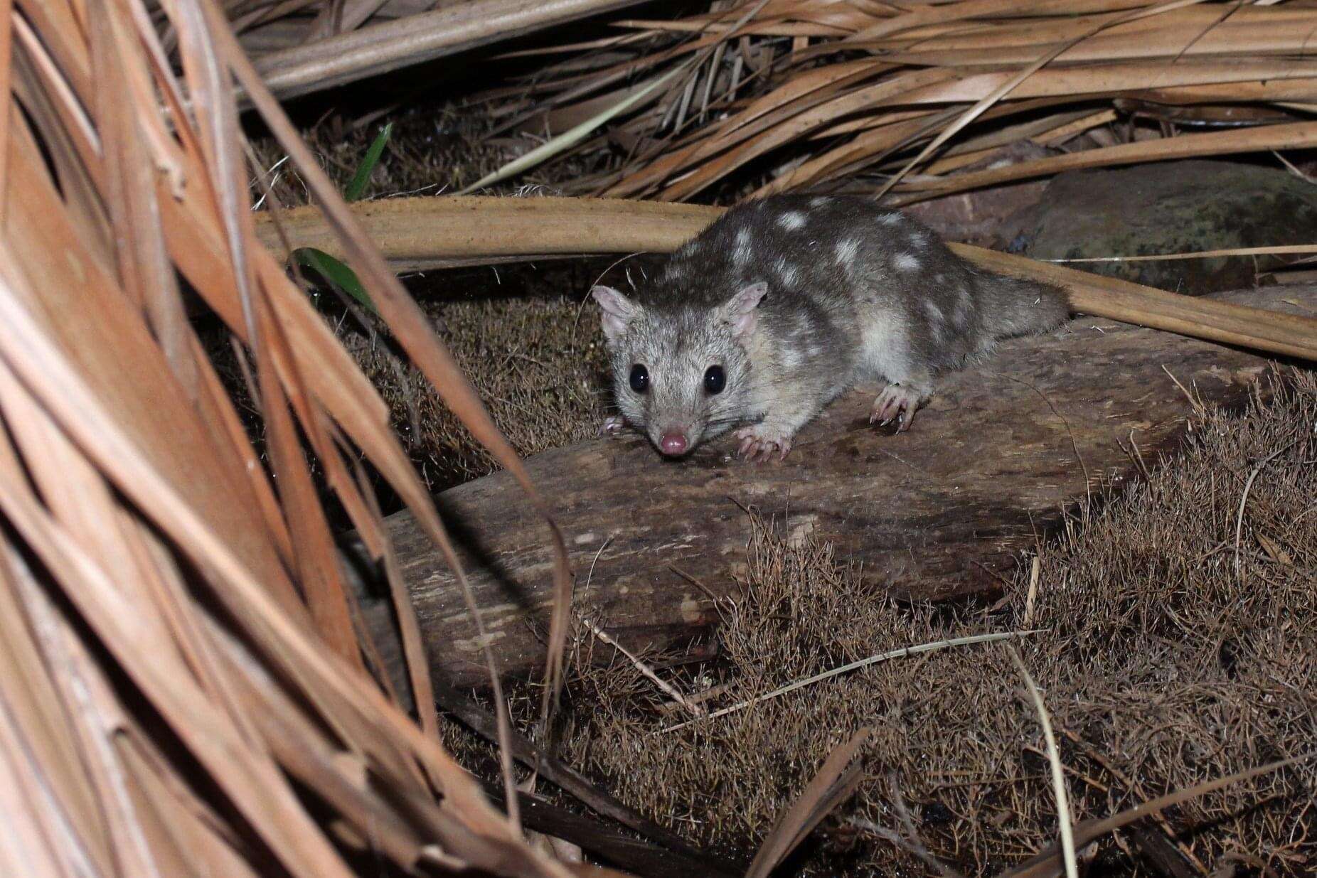 Image of Northern Quoll