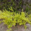 Image of Texas barberry