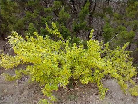 Image of Texas barberry