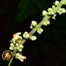 Image of Paullinia sessiliflora Radlk.