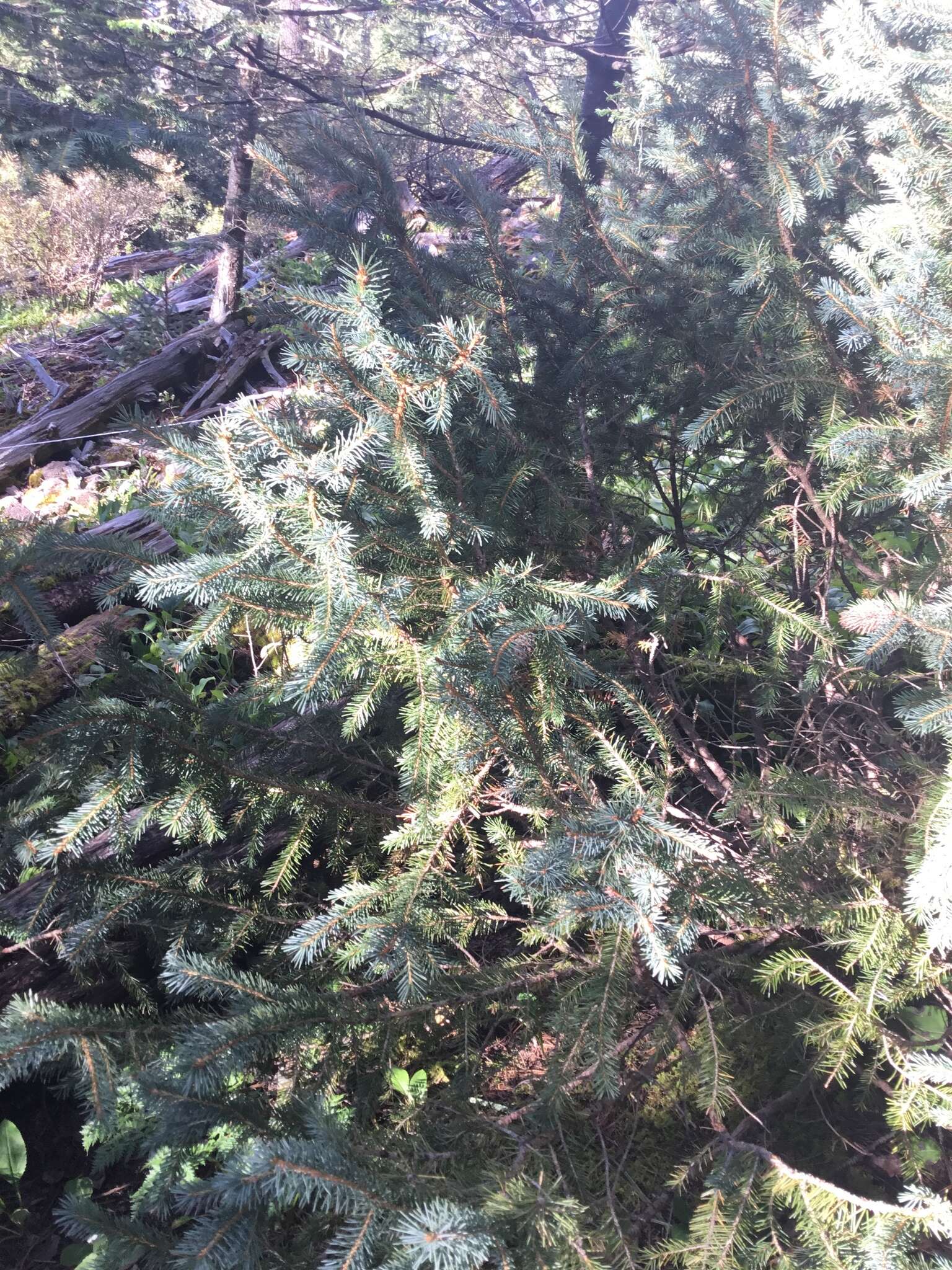 Image of Engelmann spruce