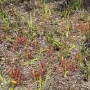 Drosera hybrida Macf. resmi