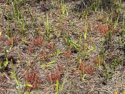 Drosera hybrida Macf. resmi