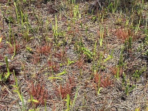 Drosera hybrida Macf.的圖片