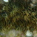 Image of Aiptasia couchii Gosse