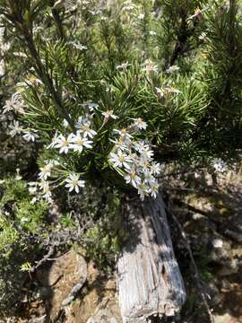 Image of prickly alpine daisybush