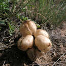 صورة Astragalus physodes L.