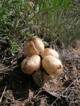 Image of Astragalus physodes L.