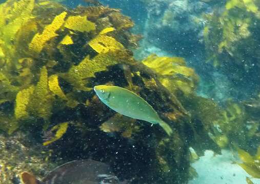 Image of Dusky rabbitfish