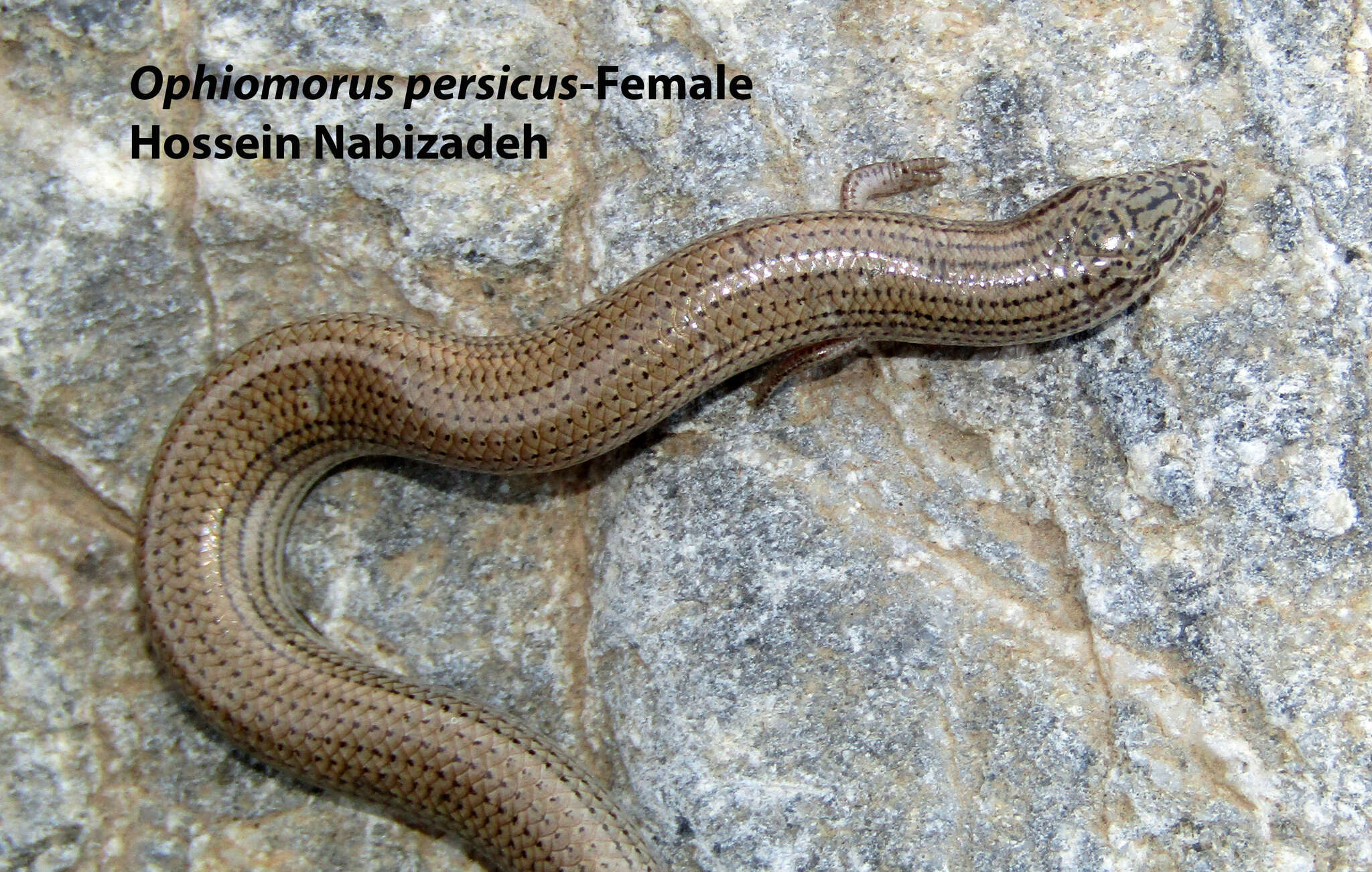 Image of Persia Snake Skink