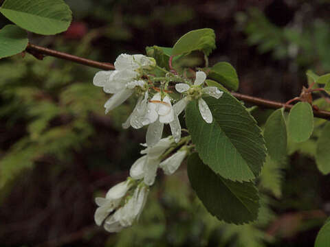 Image of Saskatoon serviceberry