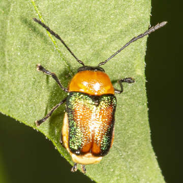 Imagem de Aporocera iridipennis