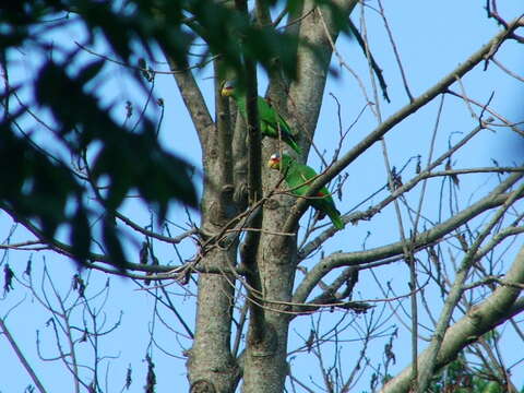 Image of White-fronted Amazon