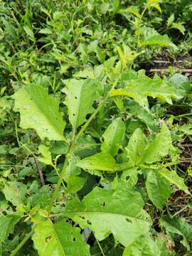 Imagem de Solanum volubile Sw.