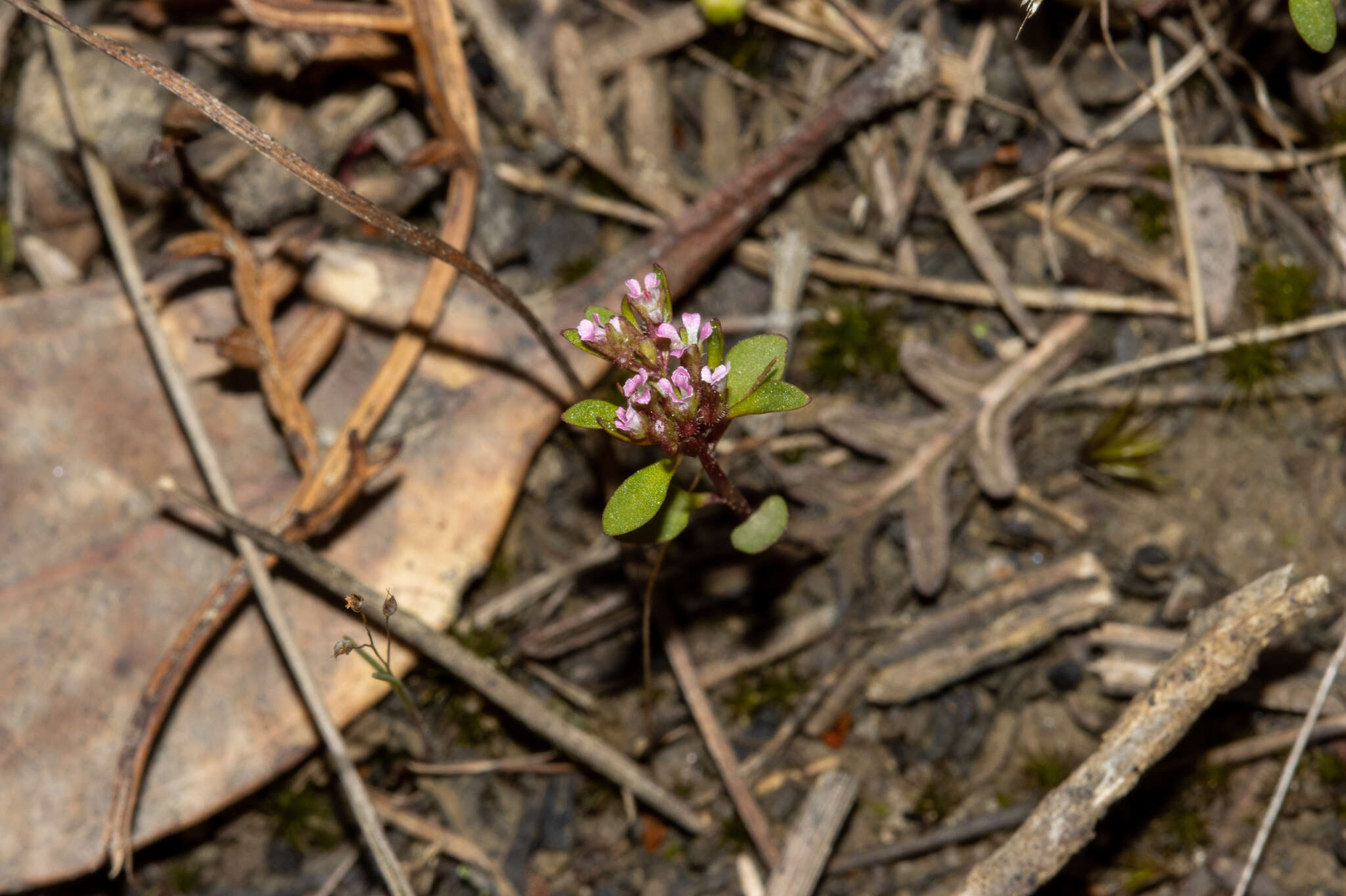 Image of Levenhookia pusilla R. Br.