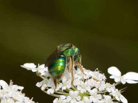 Image of Augochloropsis viridula (Smith 2022) Portman, Arduser, Lane & Cariveau 2022