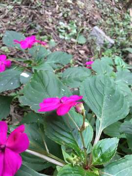 Imagem de Impatiens walleriana Hook. fil.