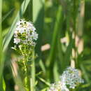 Lysimachia leucantha Miq. resmi