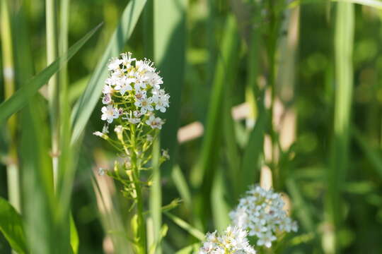 Lysimachia leucantha Miq. resmi