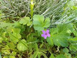 Image of Erodium chium (Burm. fil.) Willd.