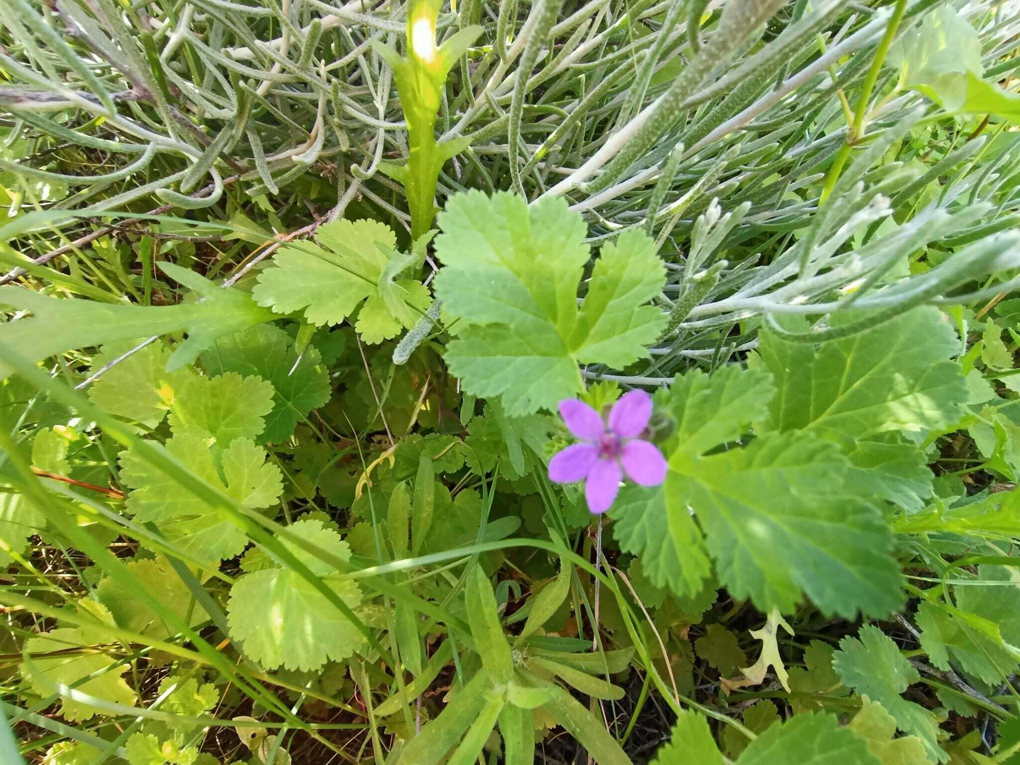 Image of Erodium chium (Burm. fil.) Willd.