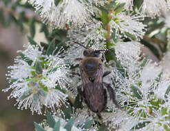 Image of Paracolletes crassipes Smith 1853