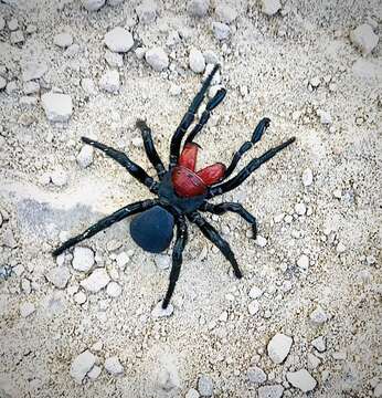 Image of Mouse spider