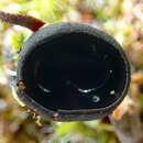 Imagem de Pseudoplectania affinis M. Carbone, Agnello & P. Alvarado 2014