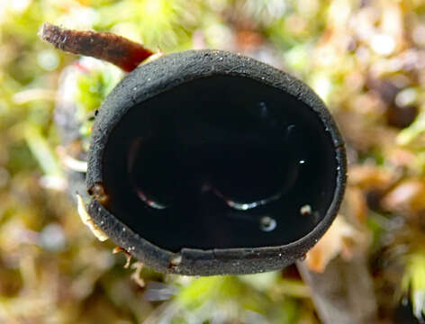 Image de Pseudoplectania affinis M. Carbone, Agnello & P. Alvarado 2014