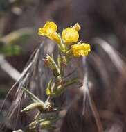 Sivun Diplacus clevelandii (Brandeg.) Greene kuva